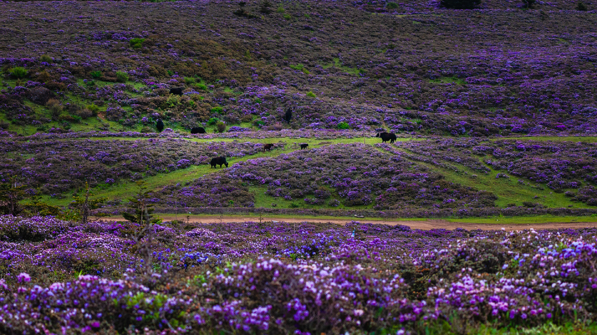 香格里拉碧沽天池