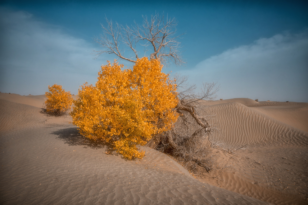 塔克拉玛干沙漠胡杨