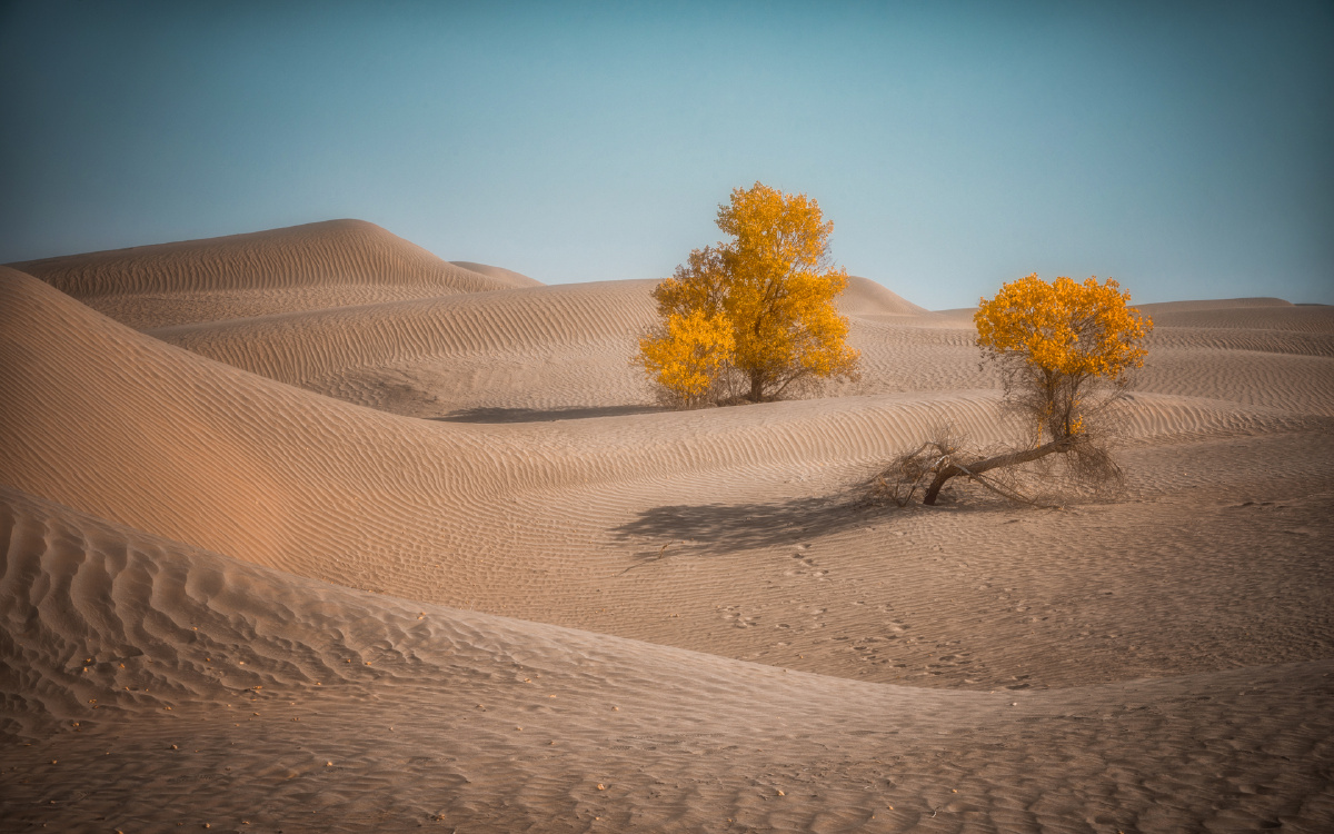 塔克拉玛干沙漠胡杨