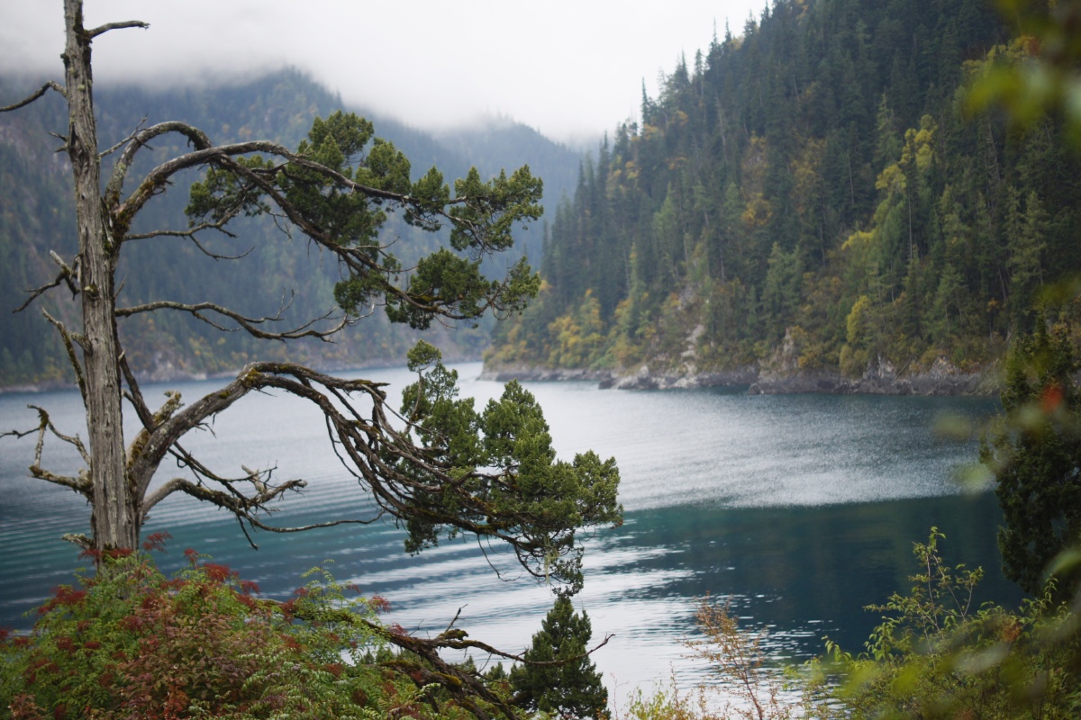 青山碧水一枯松