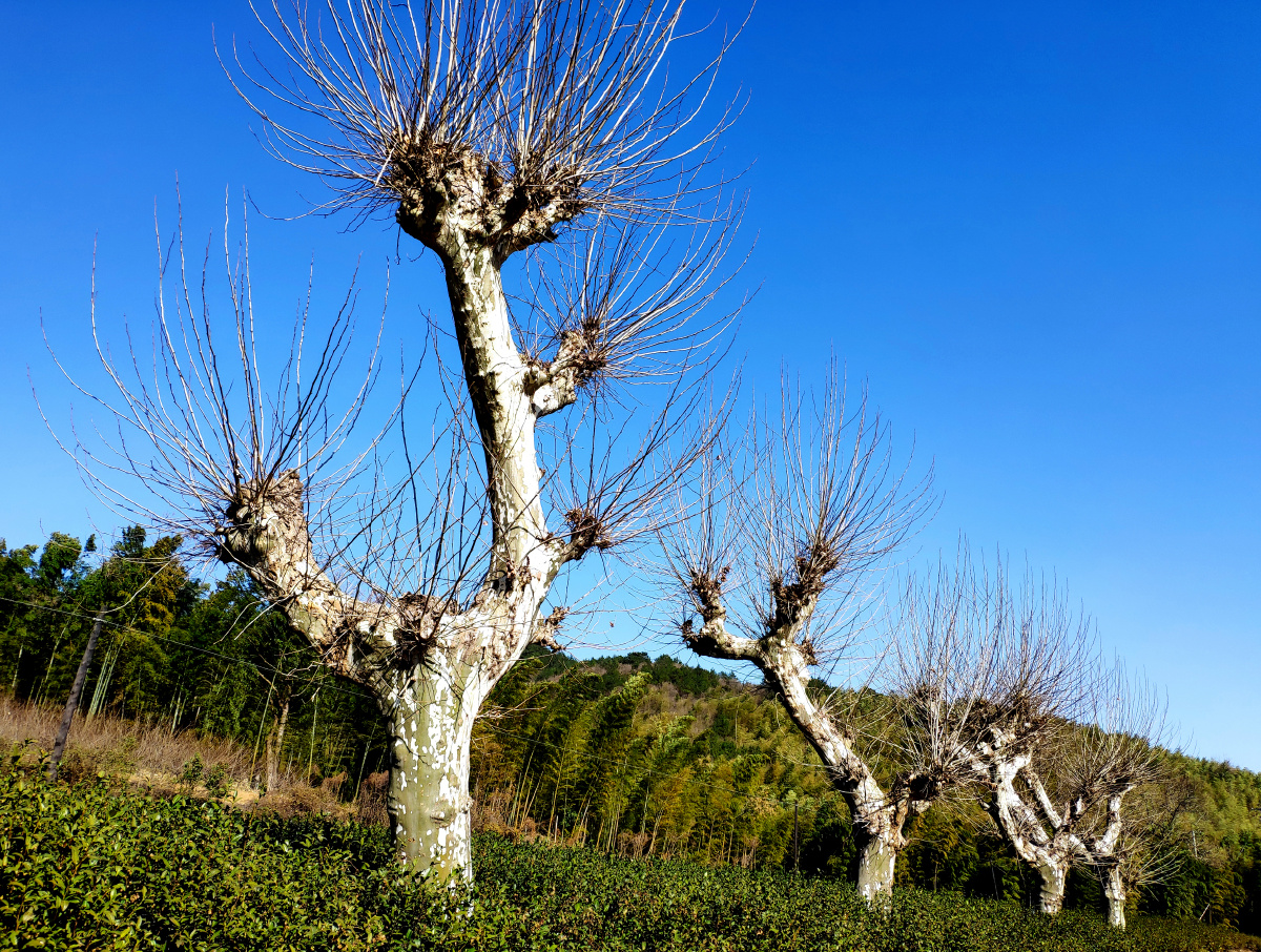 法国梧桐树冬季无叶树干 - 虫骑牛 - 图虫