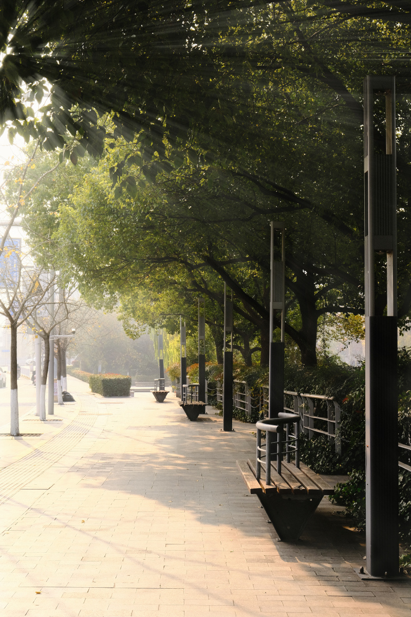 城市路边树下的休息凳