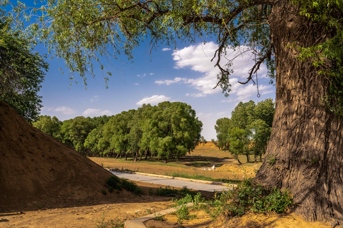 乡野- 老叶摄影