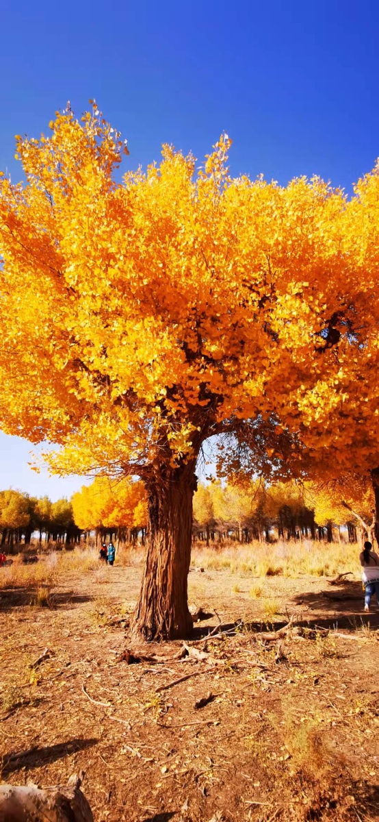 额济纳大漠胡杨林