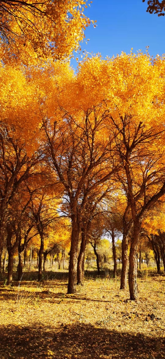 额济纳大漠胡杨林