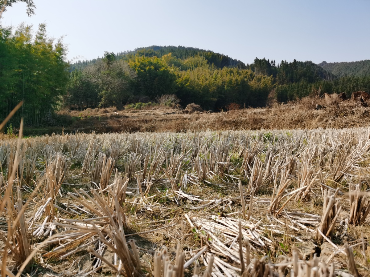 干枯的田地