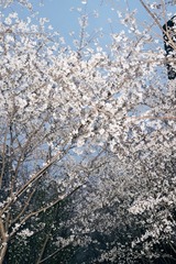 864FF2BD-9F36-4AC3-8423-81EC80772B53/L0/001