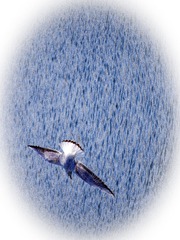 24050
