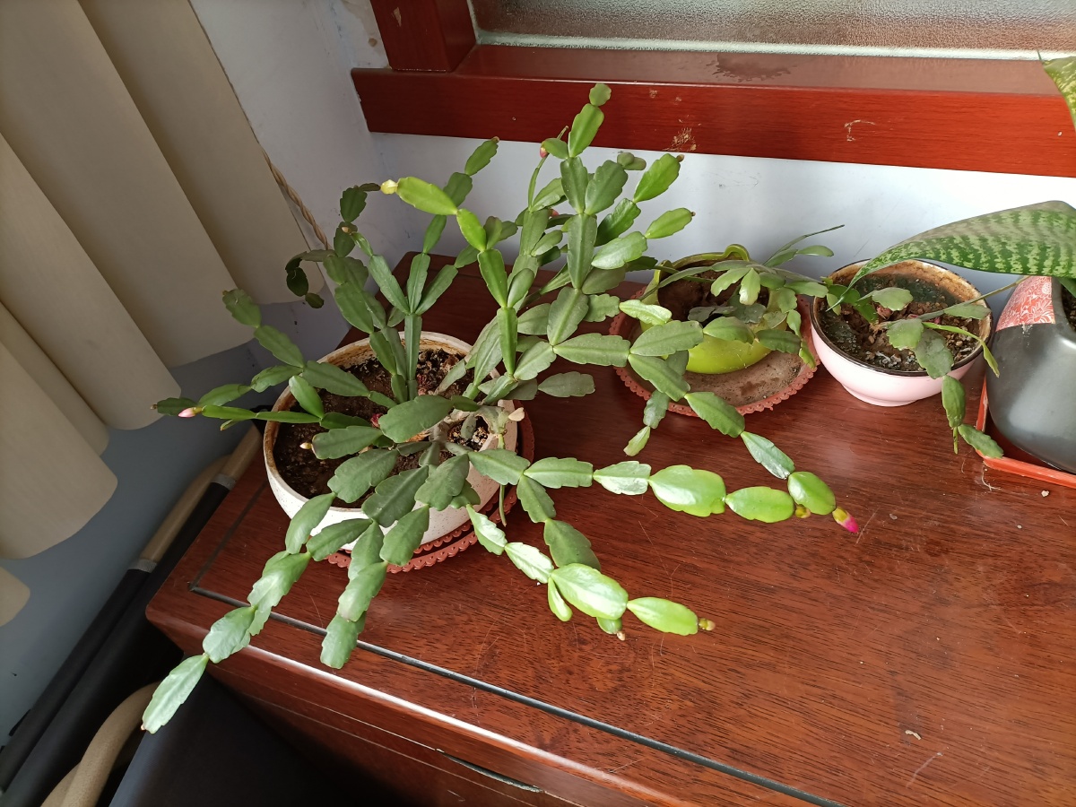 万绿丛中一点红蟹爪兰长花骨朵了