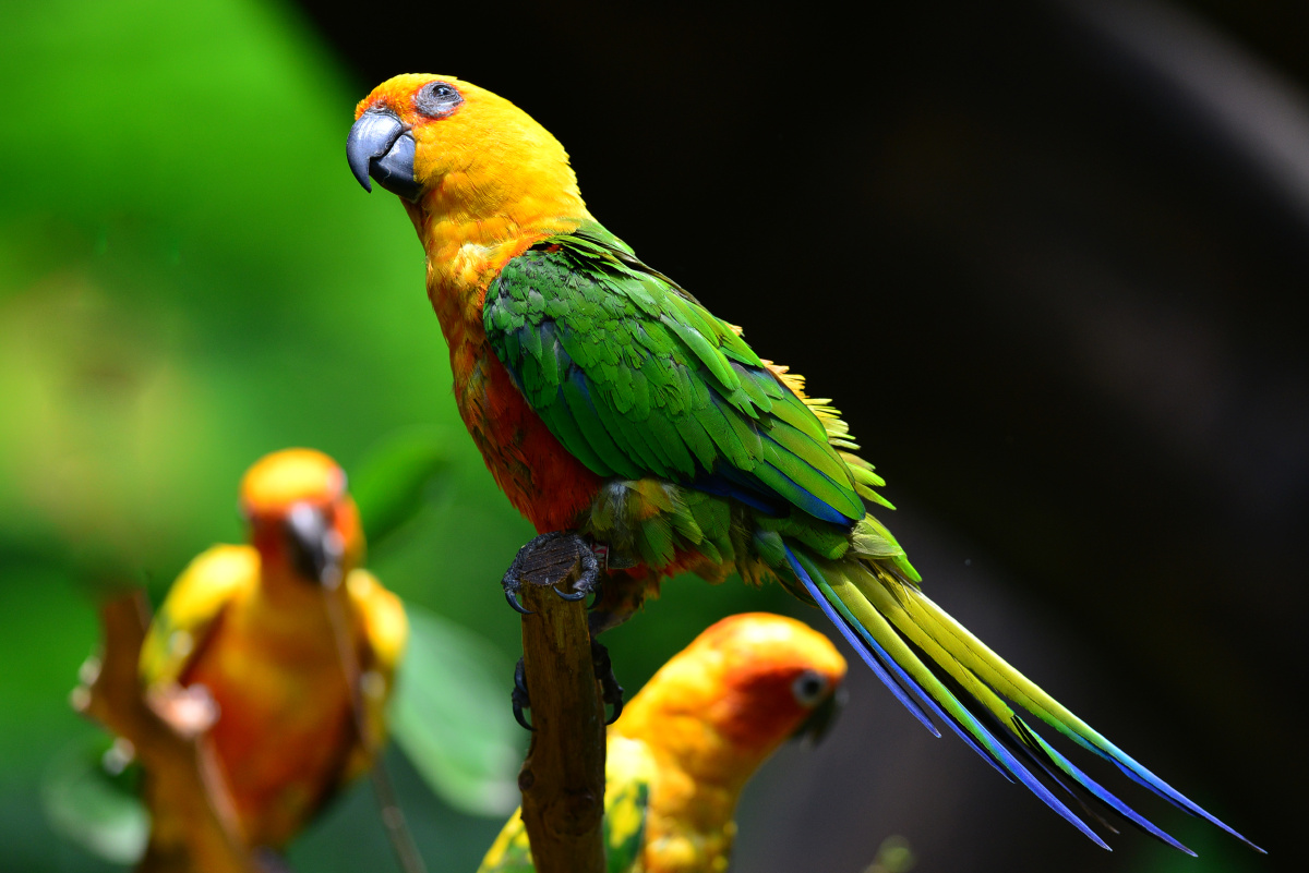 五彩鹦鹉摄于广州长隆飞鸟乐园