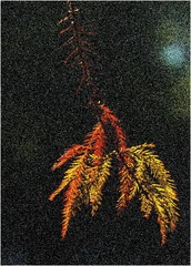 1000053547