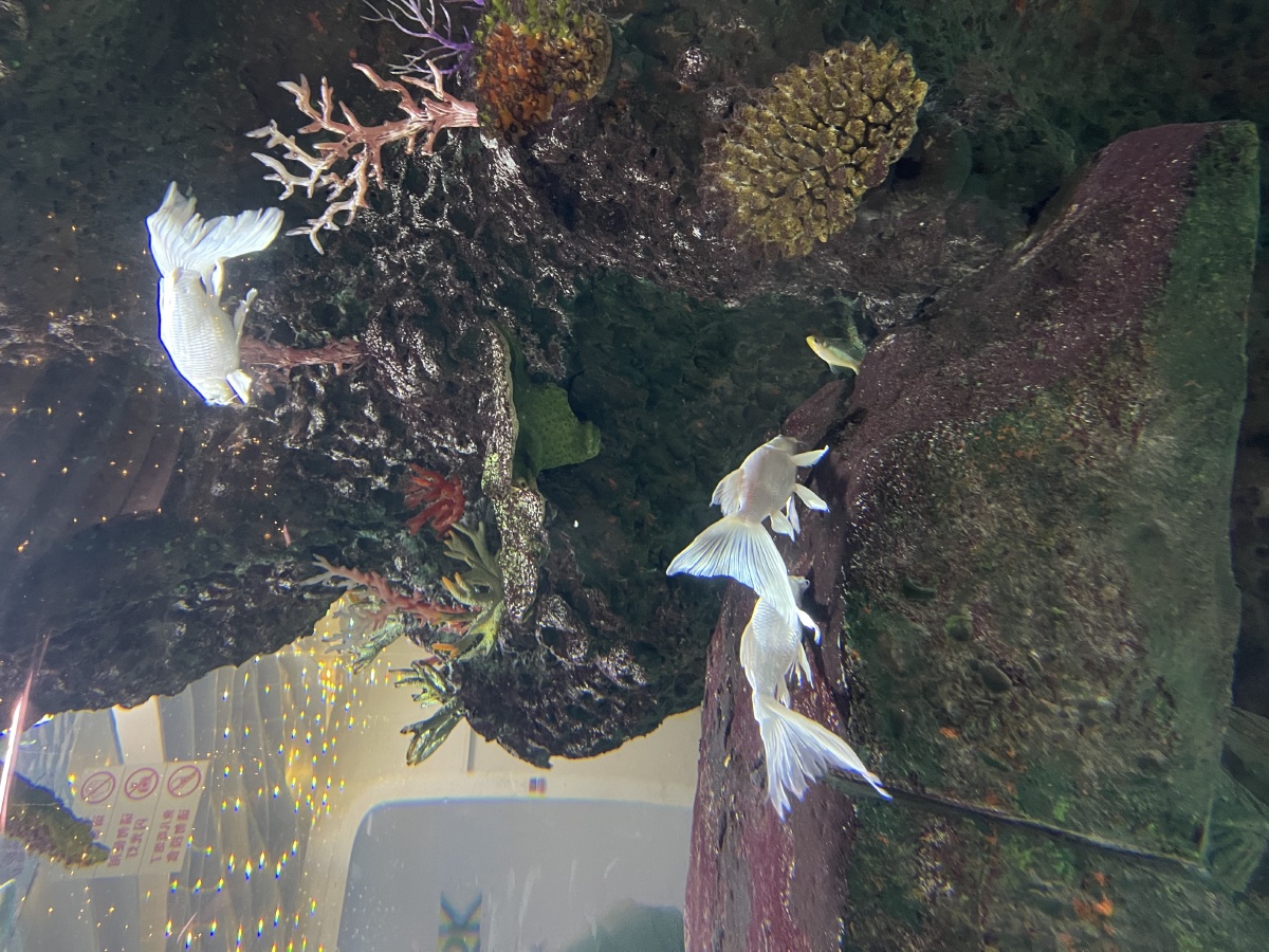 白龙鱼吗?好仙气的鱼