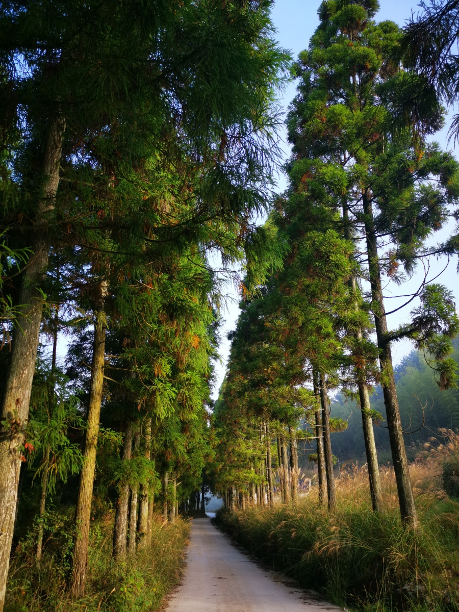幽静的山间小路茂密森林挺拔苍松