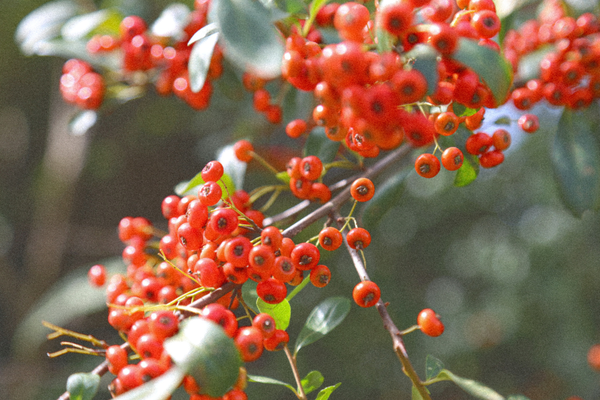 秋天是多彩的季节红色橙色的果子红枫黄花绿叶