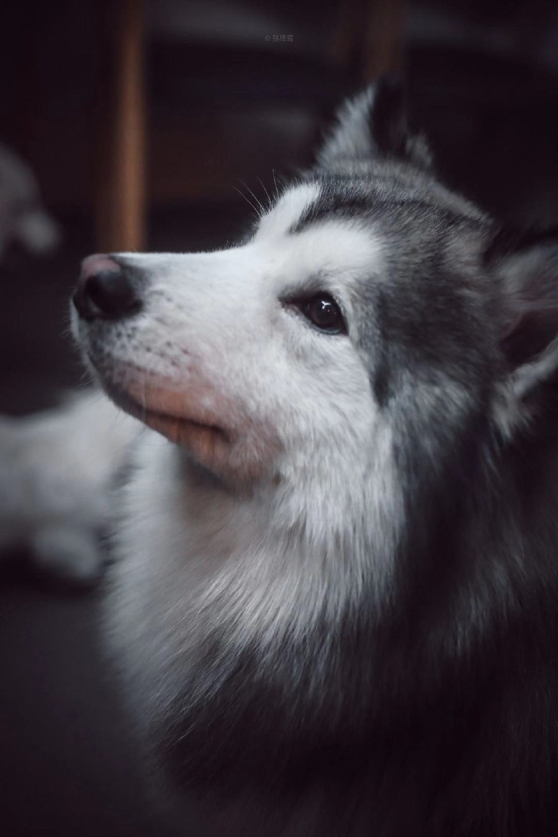 一看就是高颜值狗子