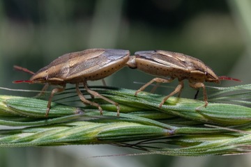 145981