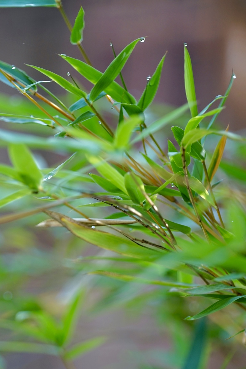 雨竹