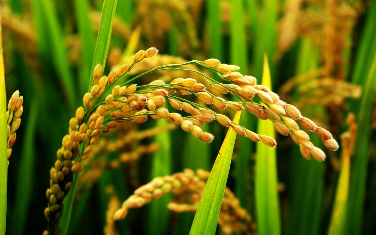 稻谷丰收图一片片的好70▽70