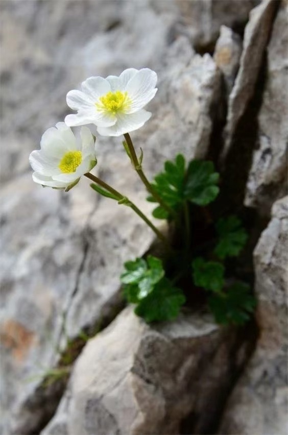 悬崖上的花