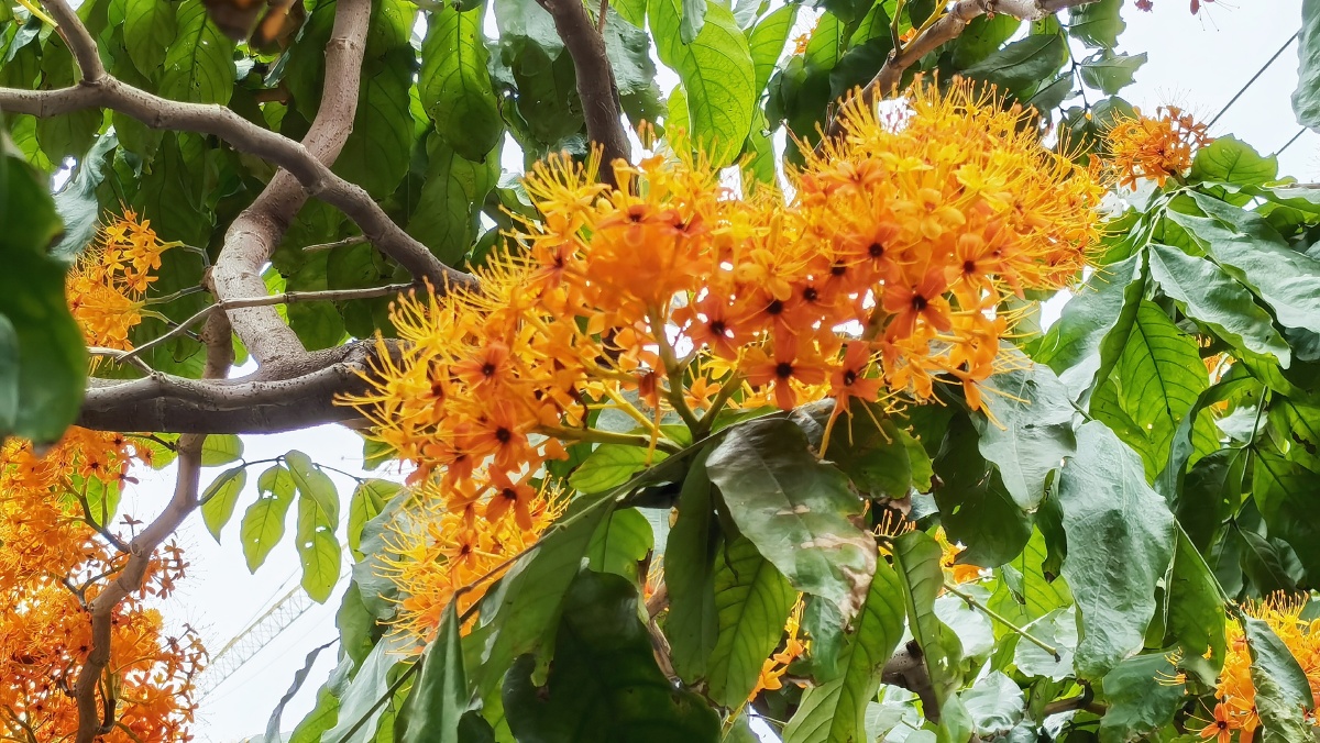 中国无忧花 - 摄影狮zwy