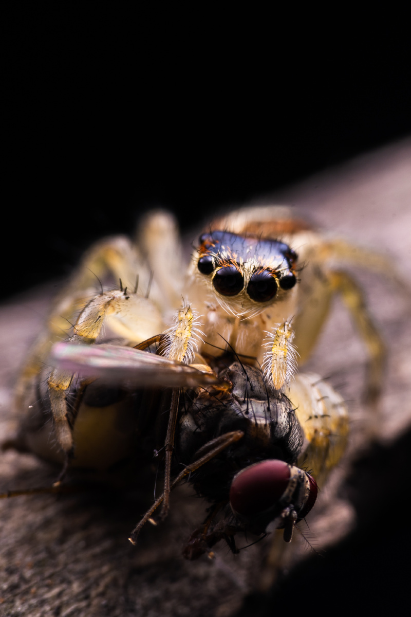 跳蛛大眼萌干饭