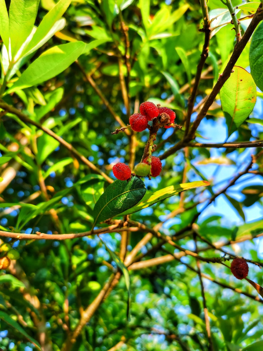 野生杨梅你们都吃过吗