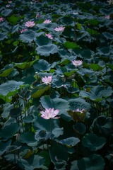 D3F3F17C-A7C0-48B3-B760-CE420F54AD2D/L0/001