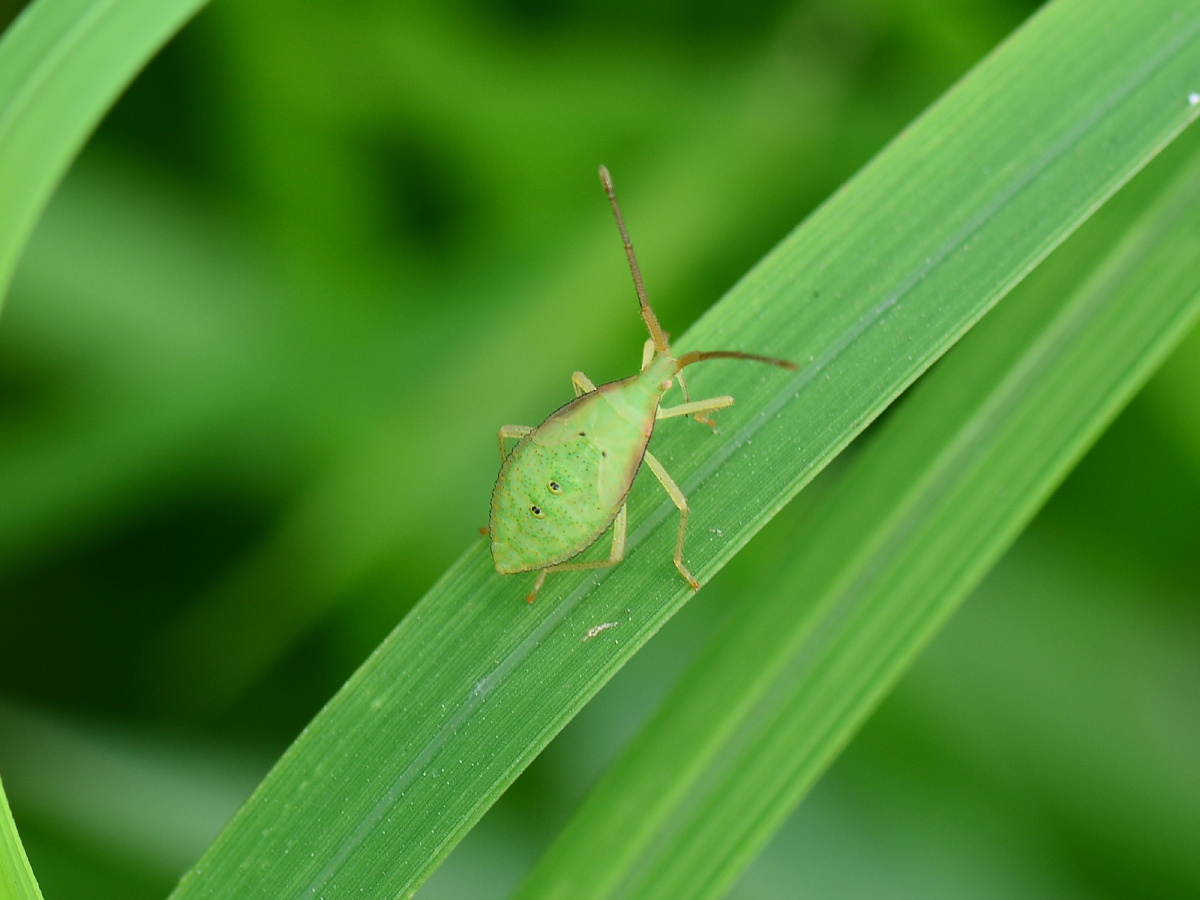 二色赤猎蝽成虫大概12mm左右点赞是美德,打赏是鼓励打赏还没有人打赏