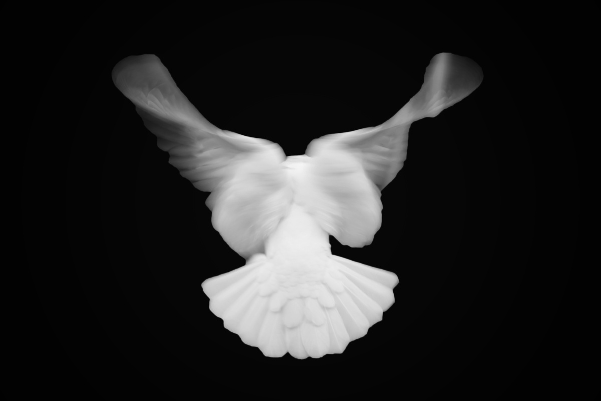 在拍创新港的白鸽的时候拍到了它飞起的样子用ps扣出了他的背影配上