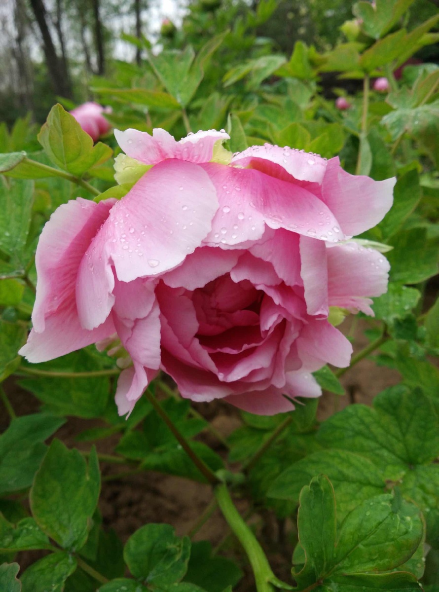 洛阳天坛丽景门薰衣草庄园牡丹