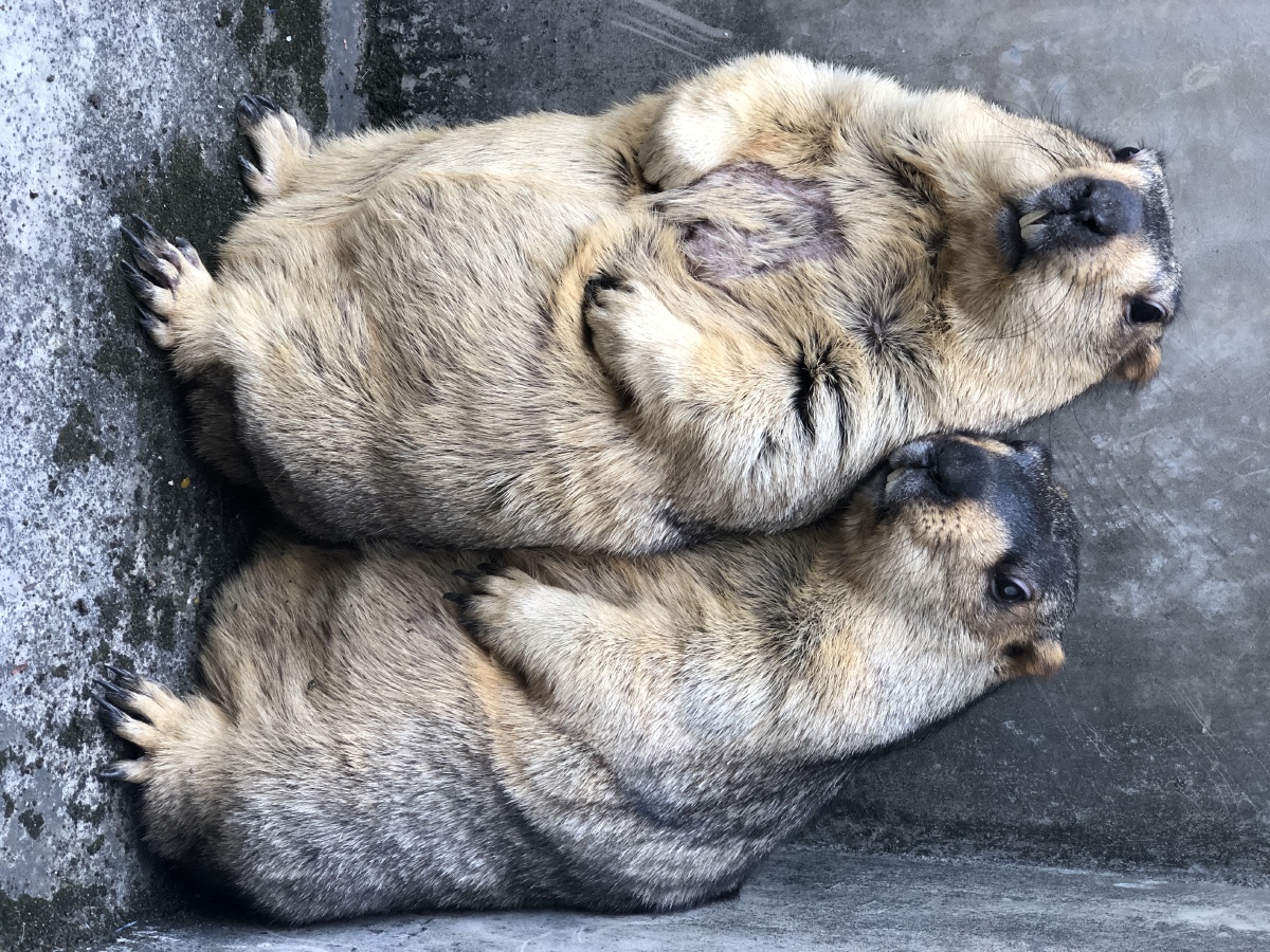 恩爱的一对土拨鼠