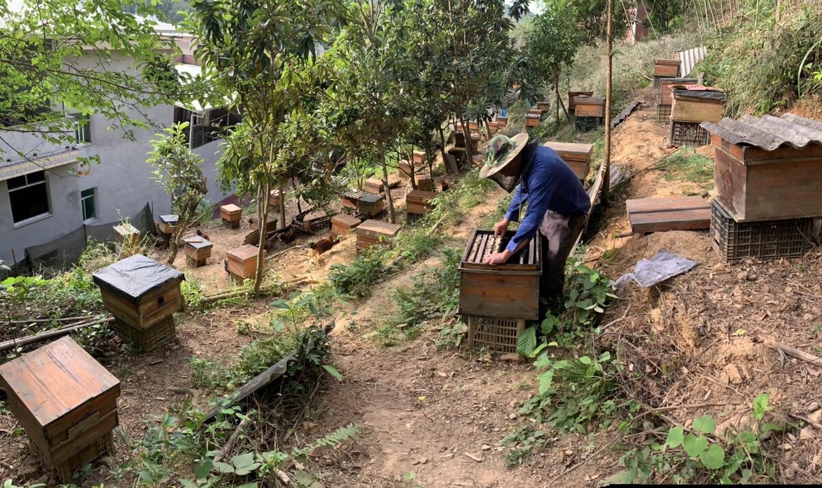 云南土蜂养殖技术