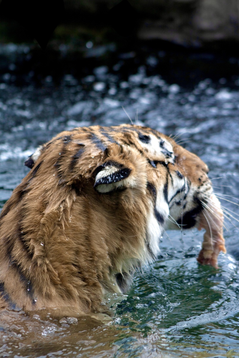上海野生动物园的老虎