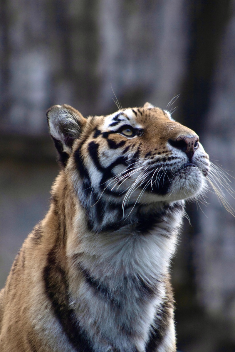 上海野生动物园的老虎