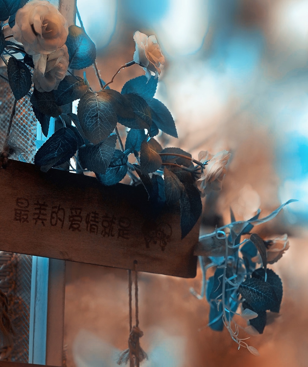 爱情花店 - 自由向往