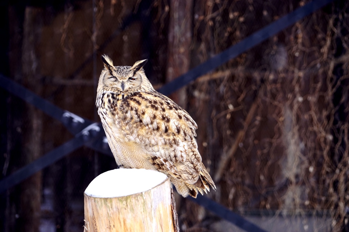 日本旭川动物园内,猫头鹰们在寒风凛冽的冬日表现得很冷静