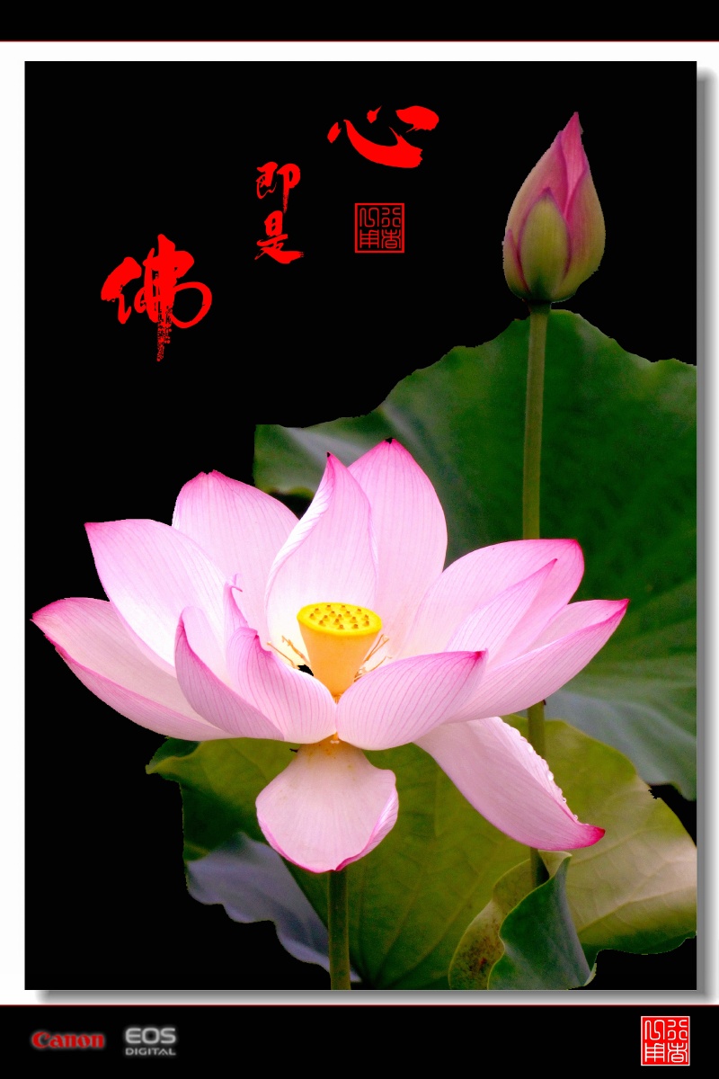 荷佛心即是佛