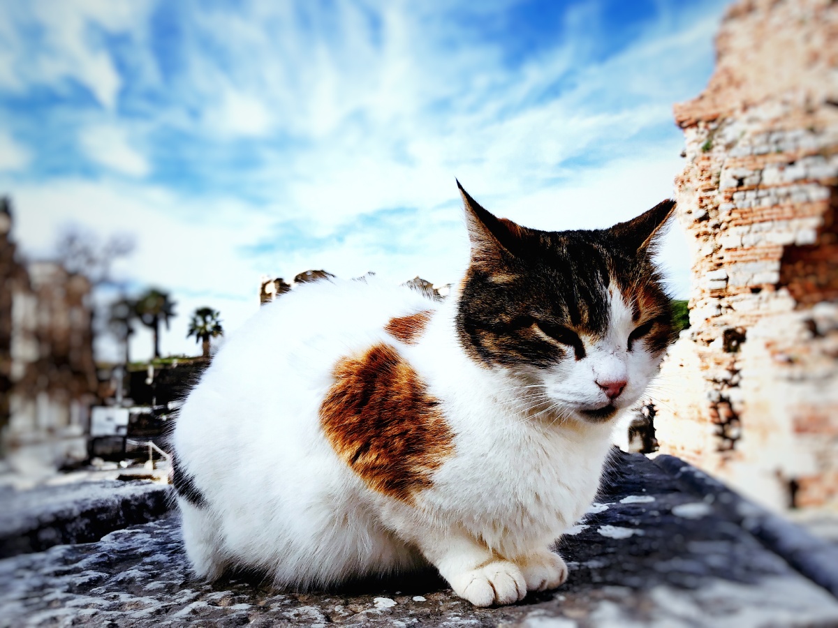 守护以弗所古城的喵星人土耳其以弗所古城中的阿尔忒弥斯神庙是古代