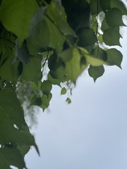 4DC5CA4B-A2FC-4108-99D0-5A410AD55E60/L0/001