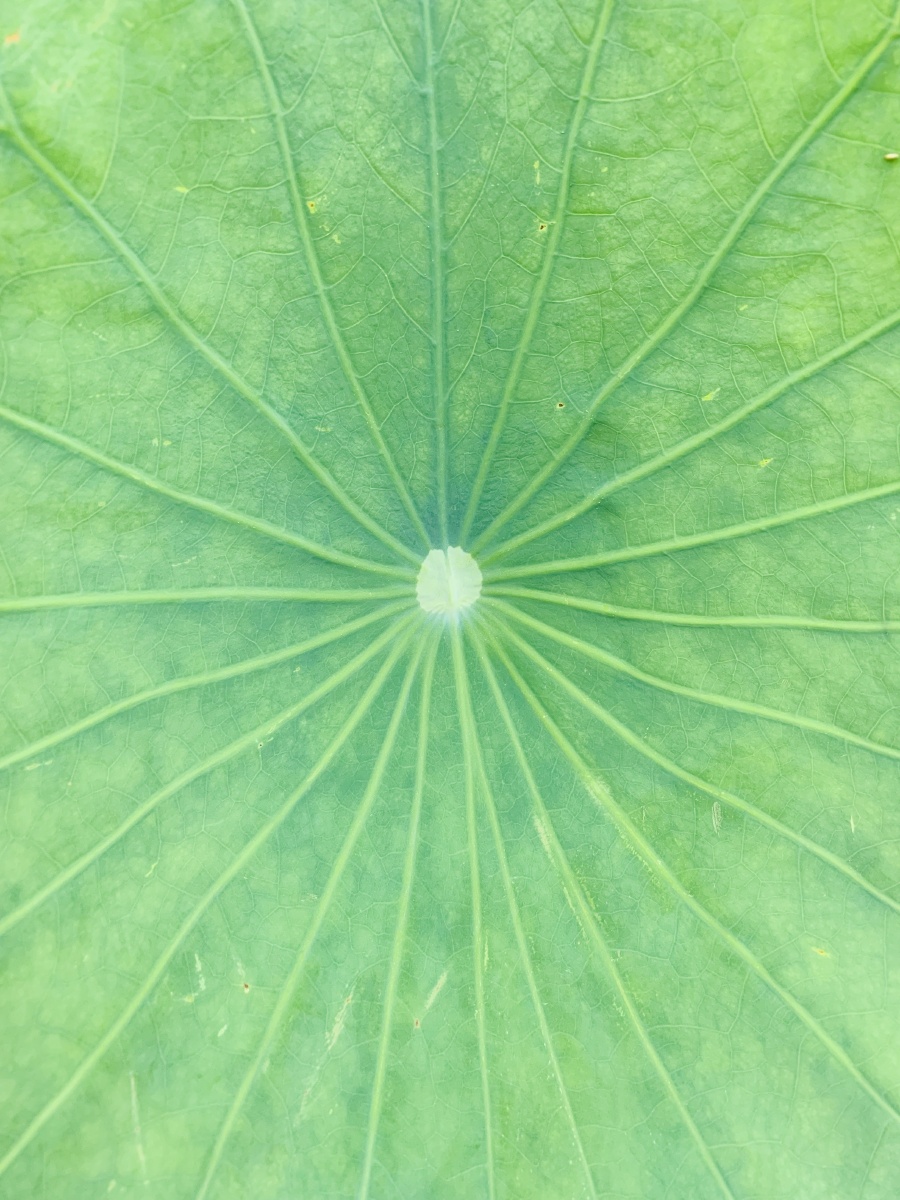 荷叶的纹理(摄于:北京)