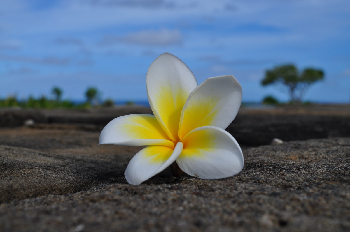 巴厘岛的鸡蛋花