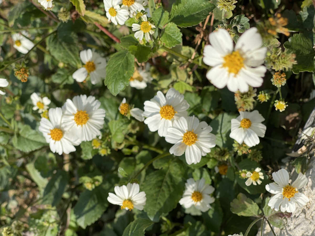 路边里的小野菊