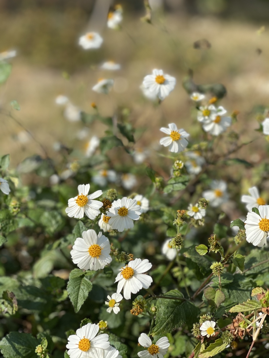 路边里的小野菊