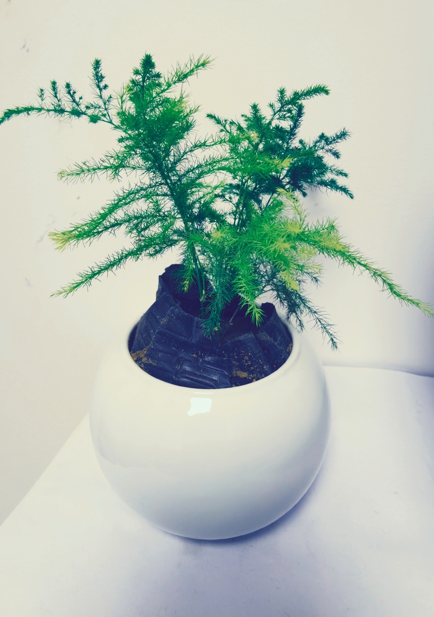 文竹- 摄影师范三岁 - 图虫