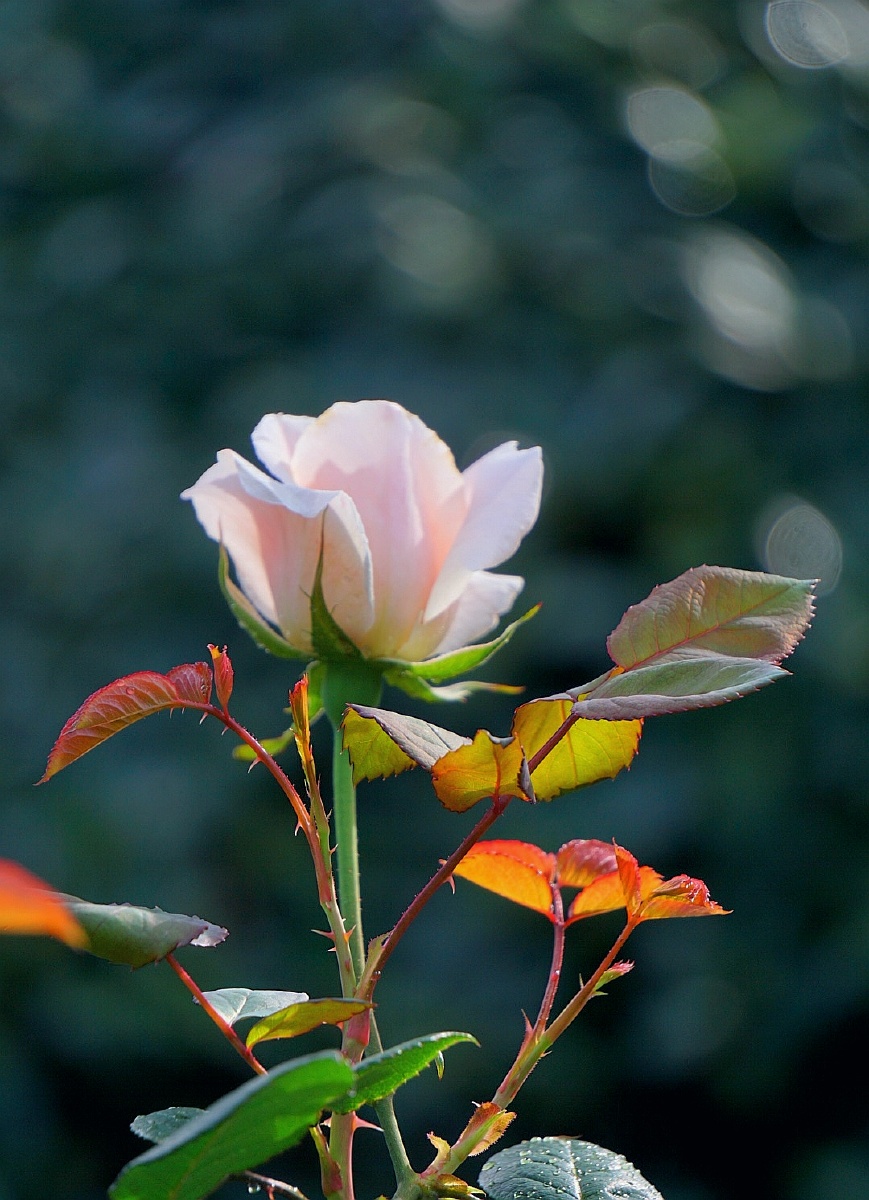 时花遍布花开迎春