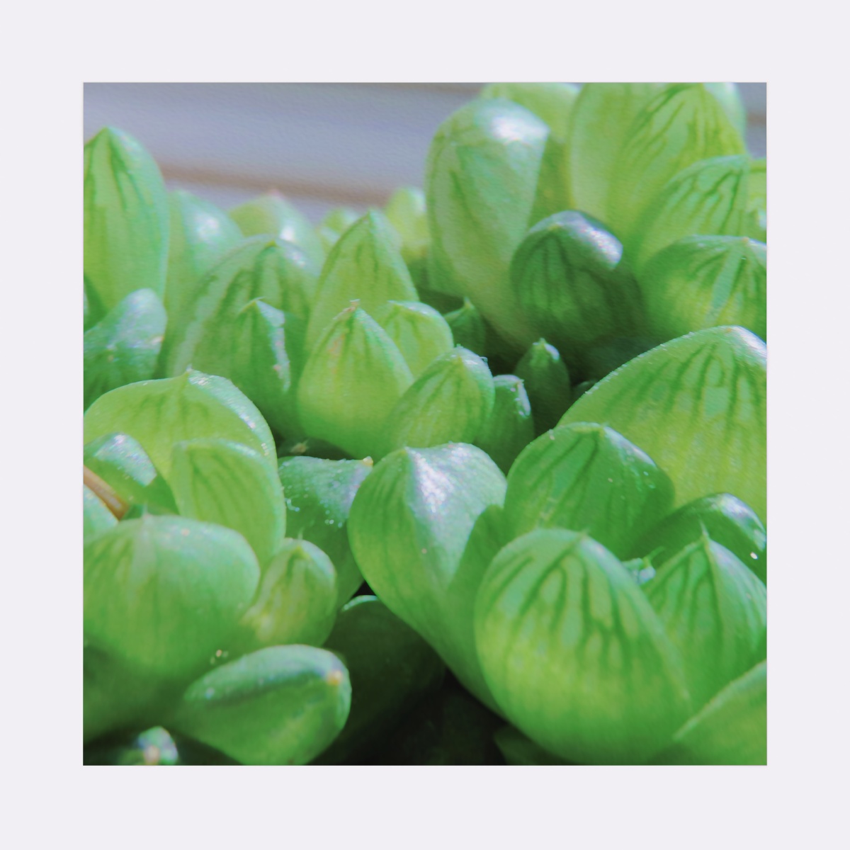 谁会不喜欢翠绿饱满的多肉呢