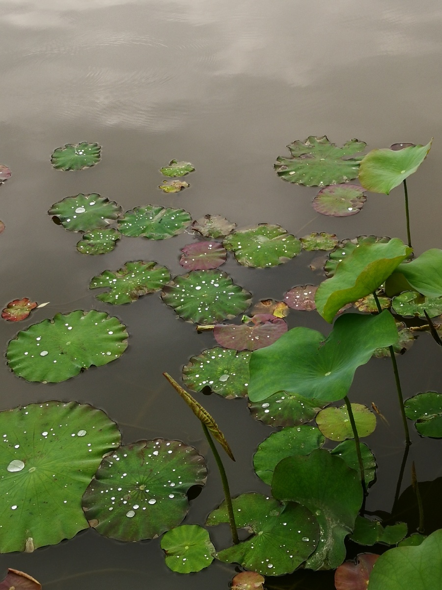 池塘荷叶