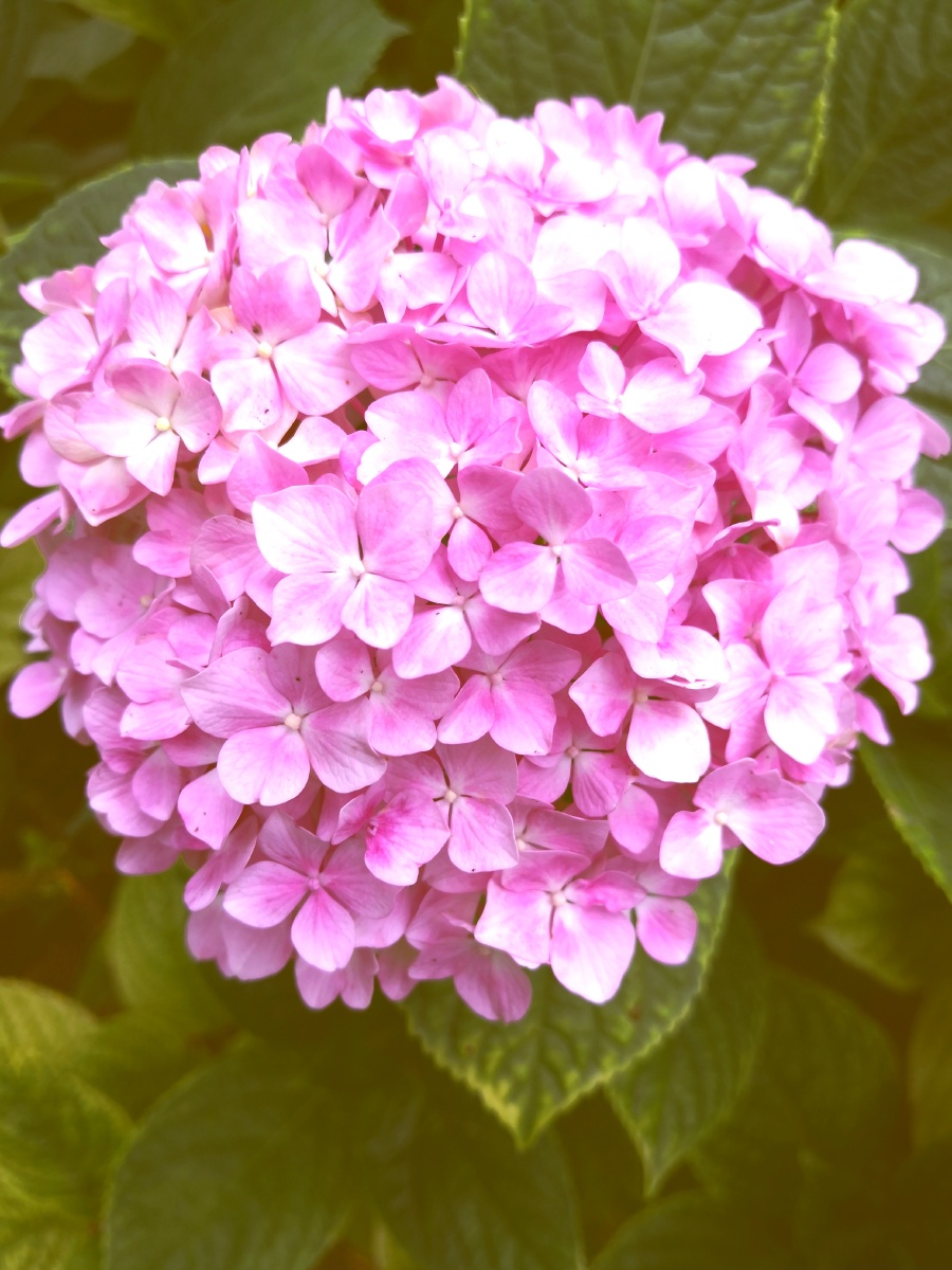 绣球花粉色的花瓣绿叶