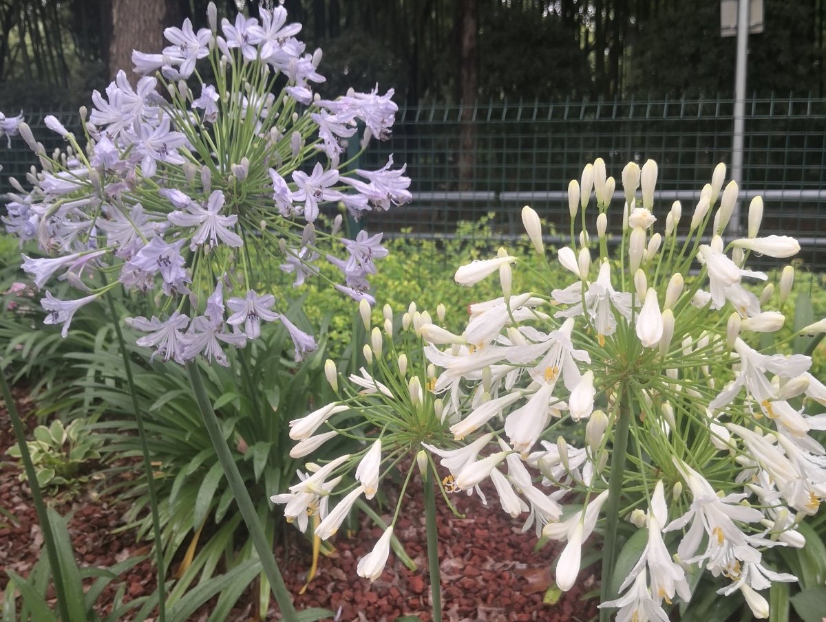 紫色白色百子莲绿叶