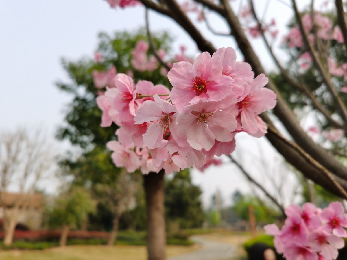 眉山樱花博览园